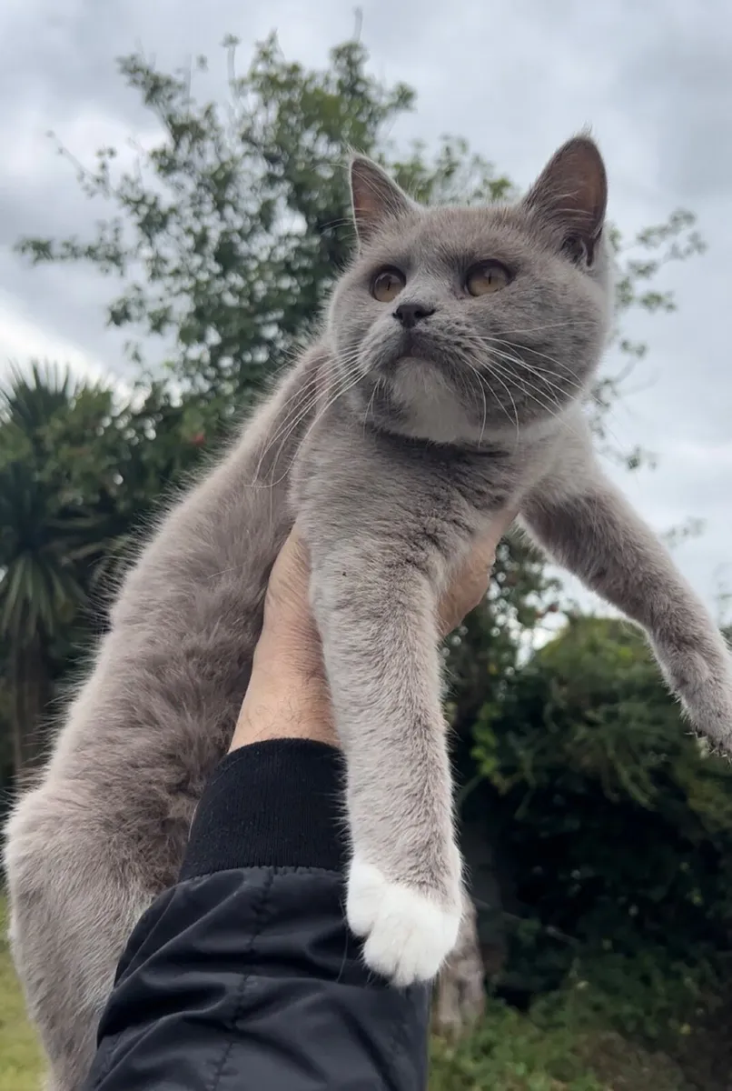 british shorthair - Image 2