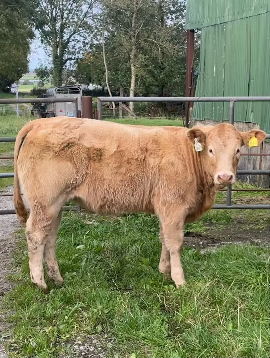 Organic Weanling Heifers: 7th Oct Roscommon Mart - Image 1