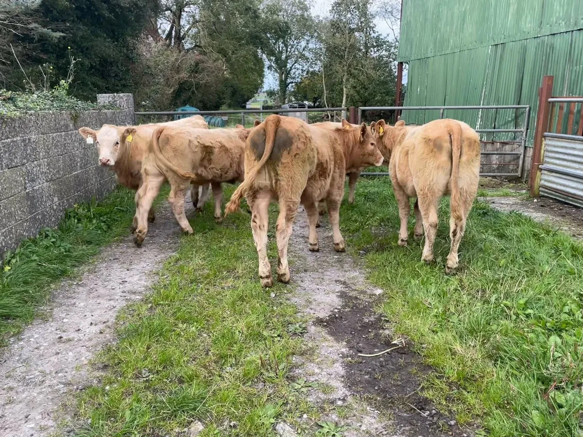 Organic Weanling Heifers: 7th Oct Roscommon Mart - Image 2