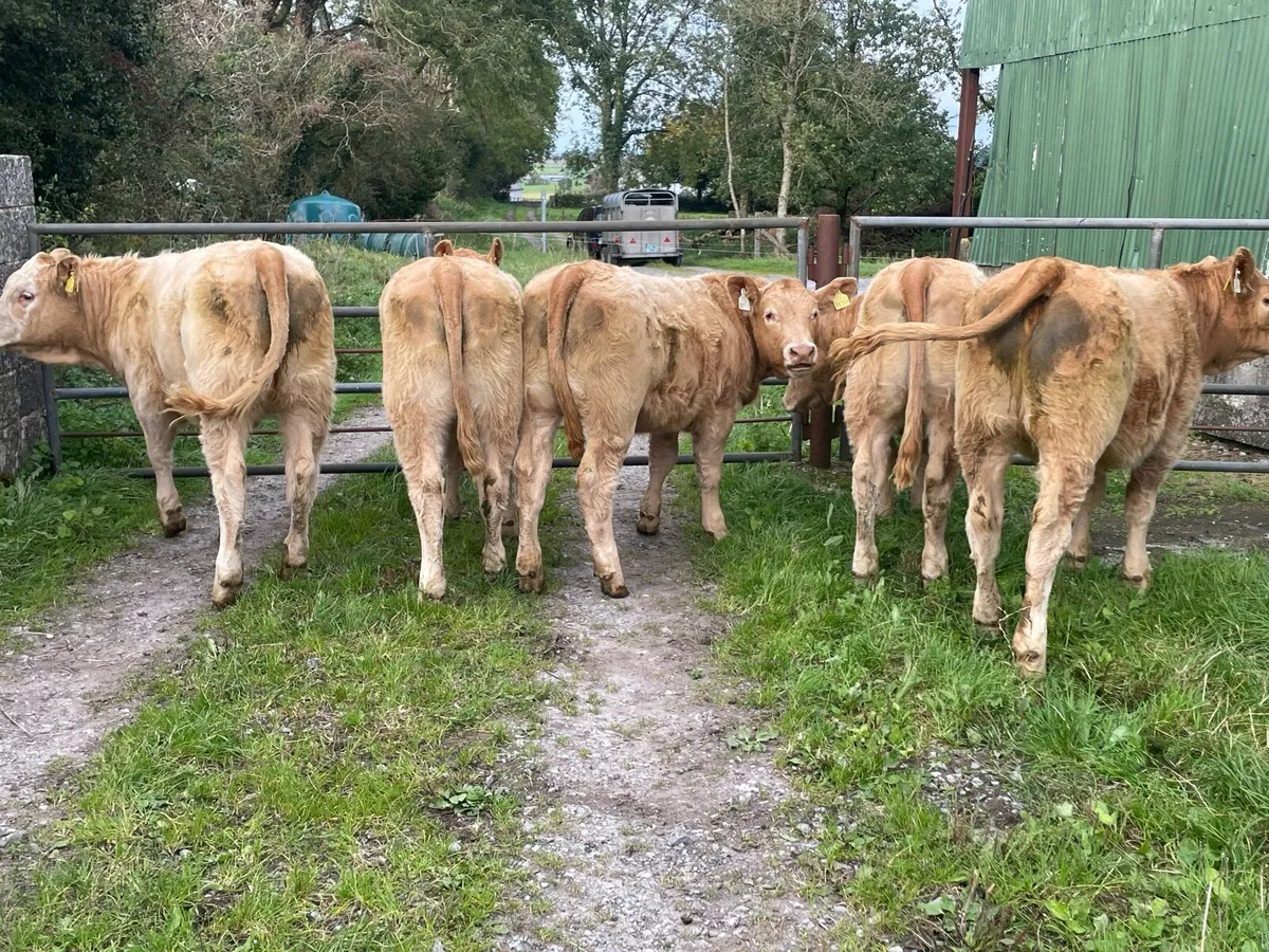Organic Weanling Heifers: 7th Oct Roscommon Mart - Image 3