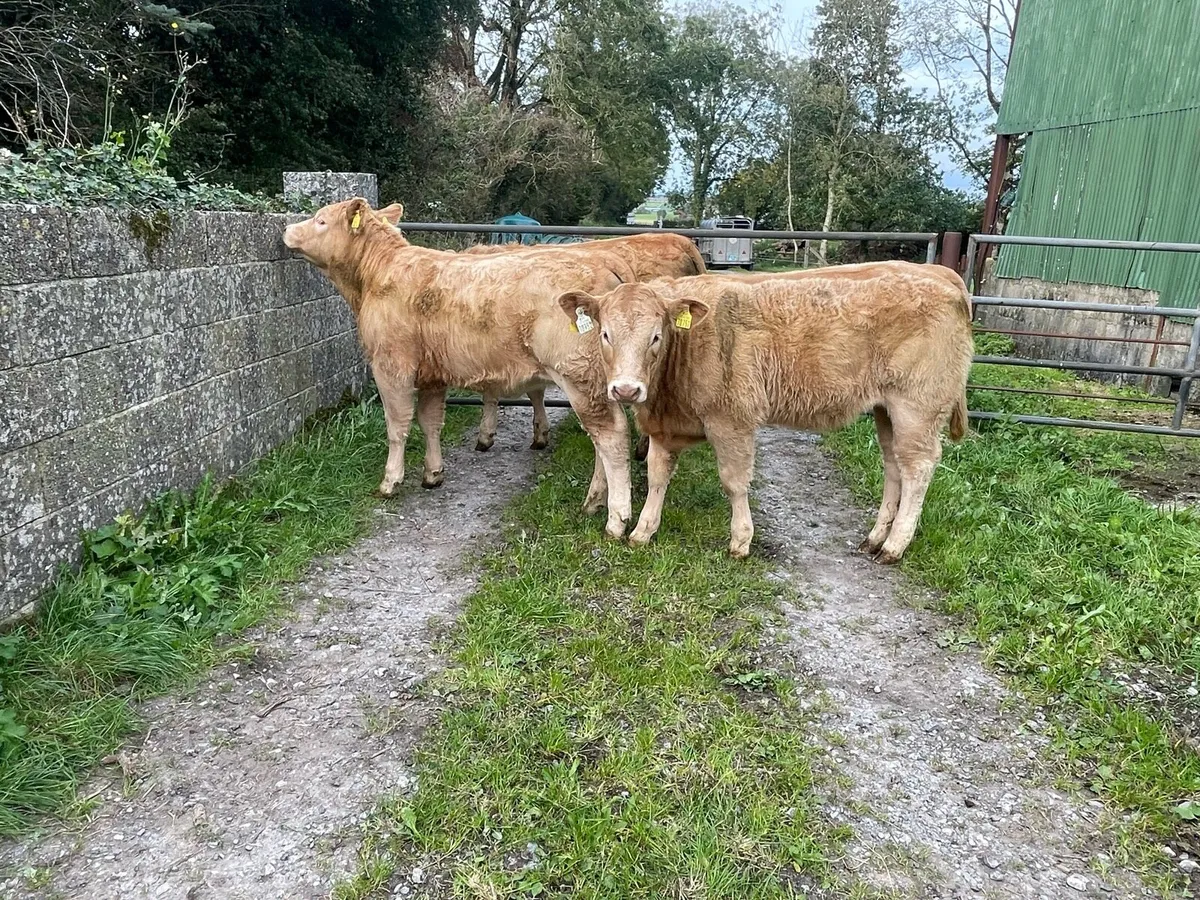Organic Weanling Heifers: 7th Oct Roscommon Mart - Image 4