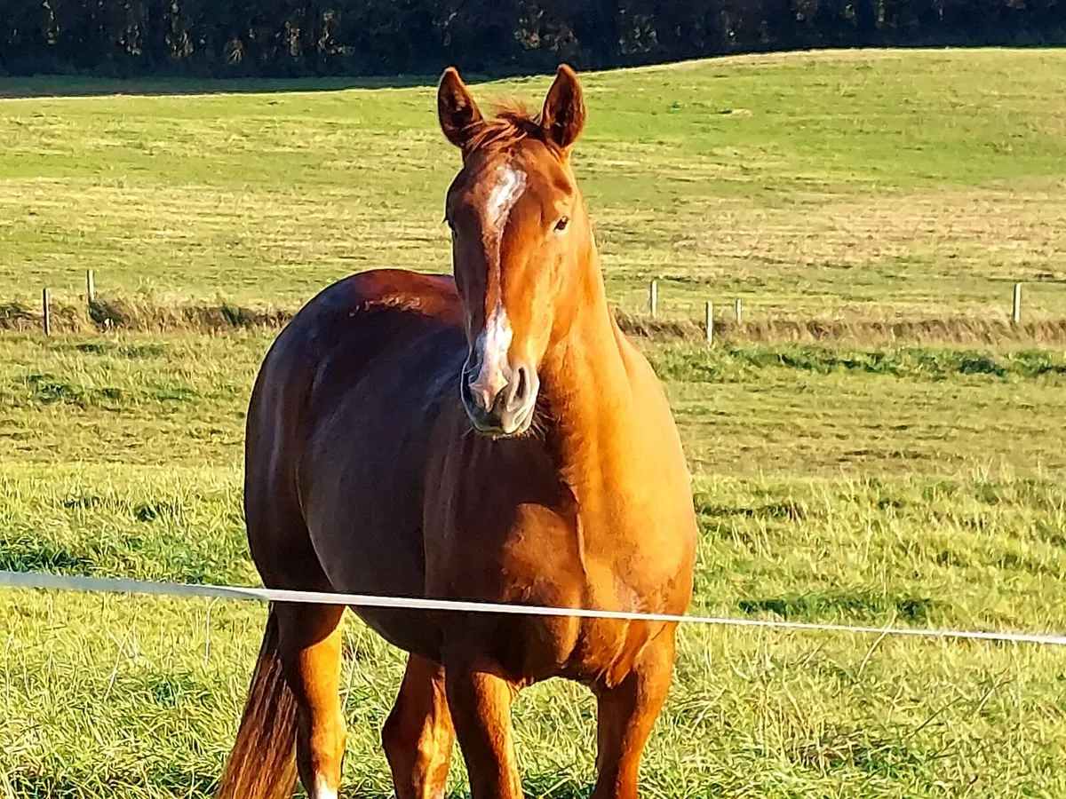 Cob filly rising 3 for sale - Image 1