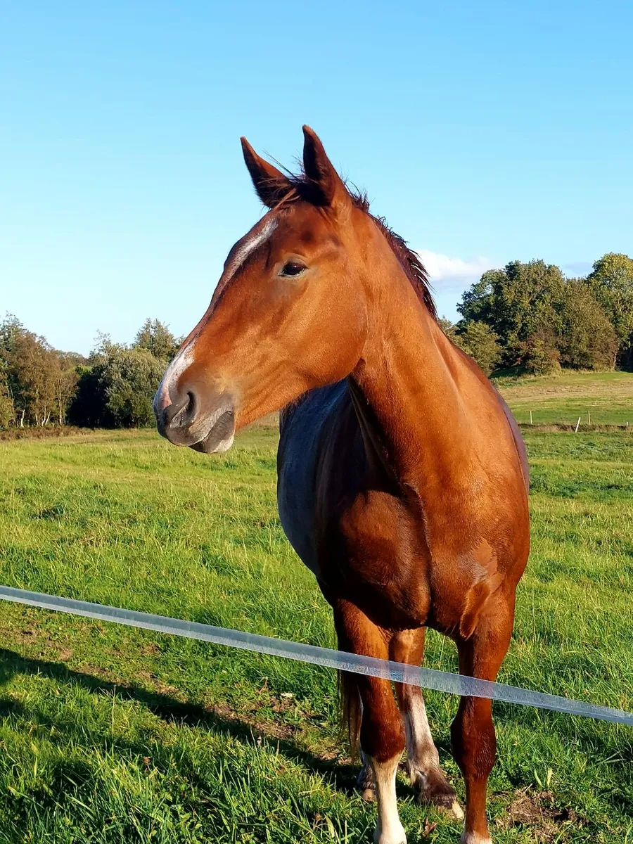 Cob filly rising 3 for sale - Image 2