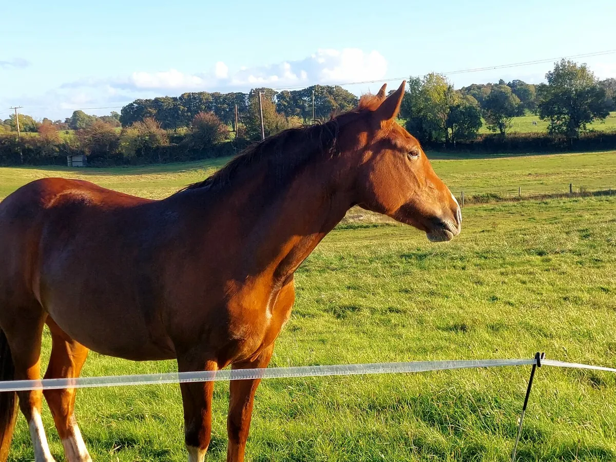 Cob filly rising 3 for sale - Image 3