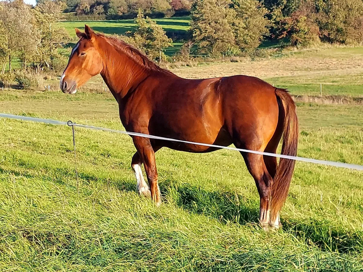 Cob filly rising 3 for sale - Image 4