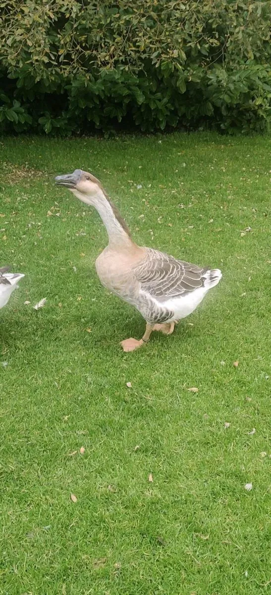 Geese - Image 1
