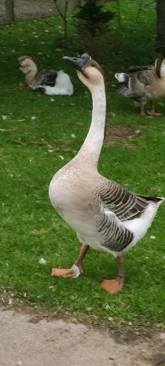 Geese - Image 2