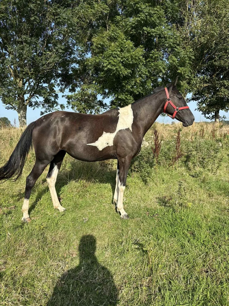 Pacing mare - Image 1