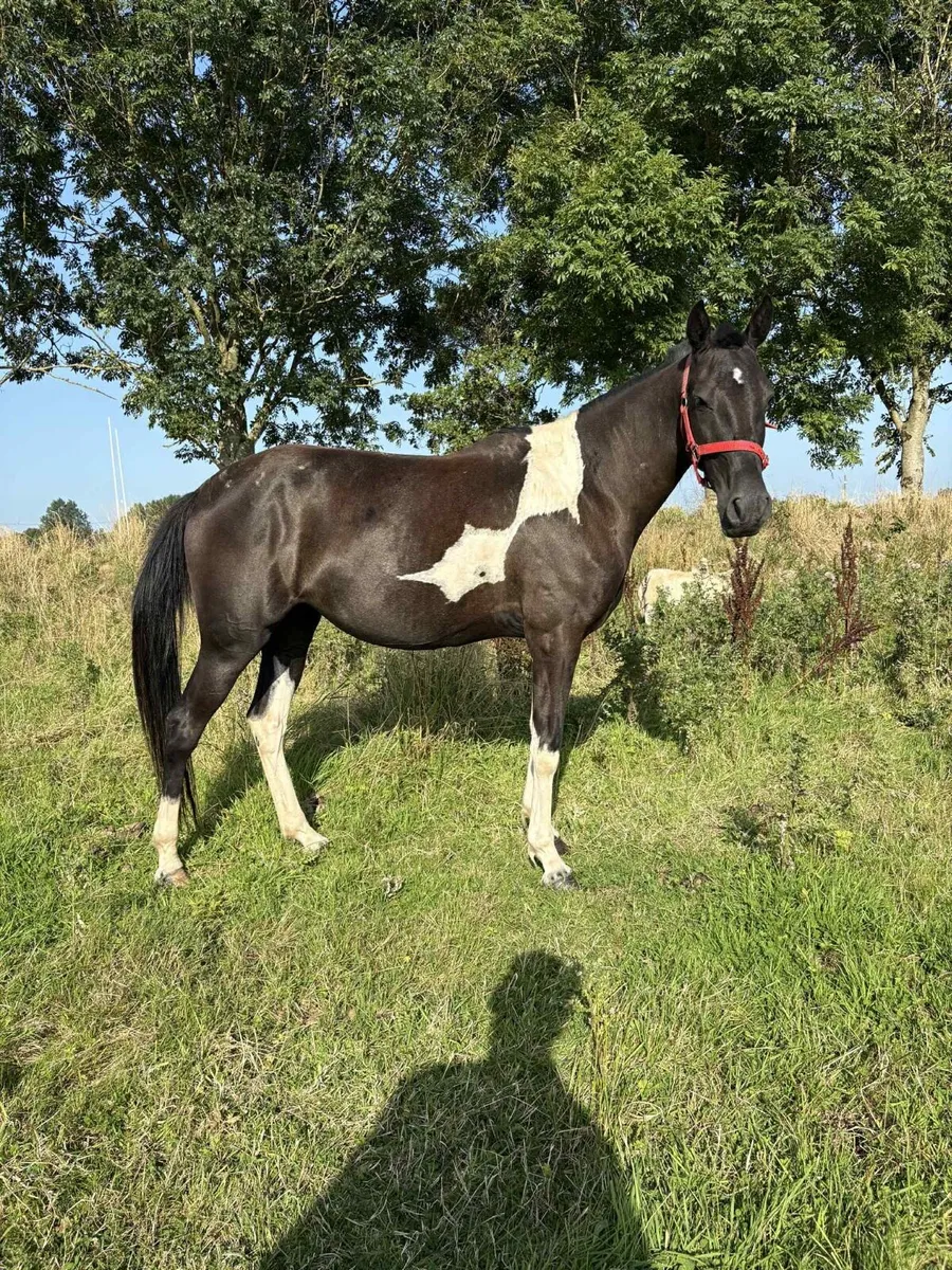 Pacing mare - Image 2