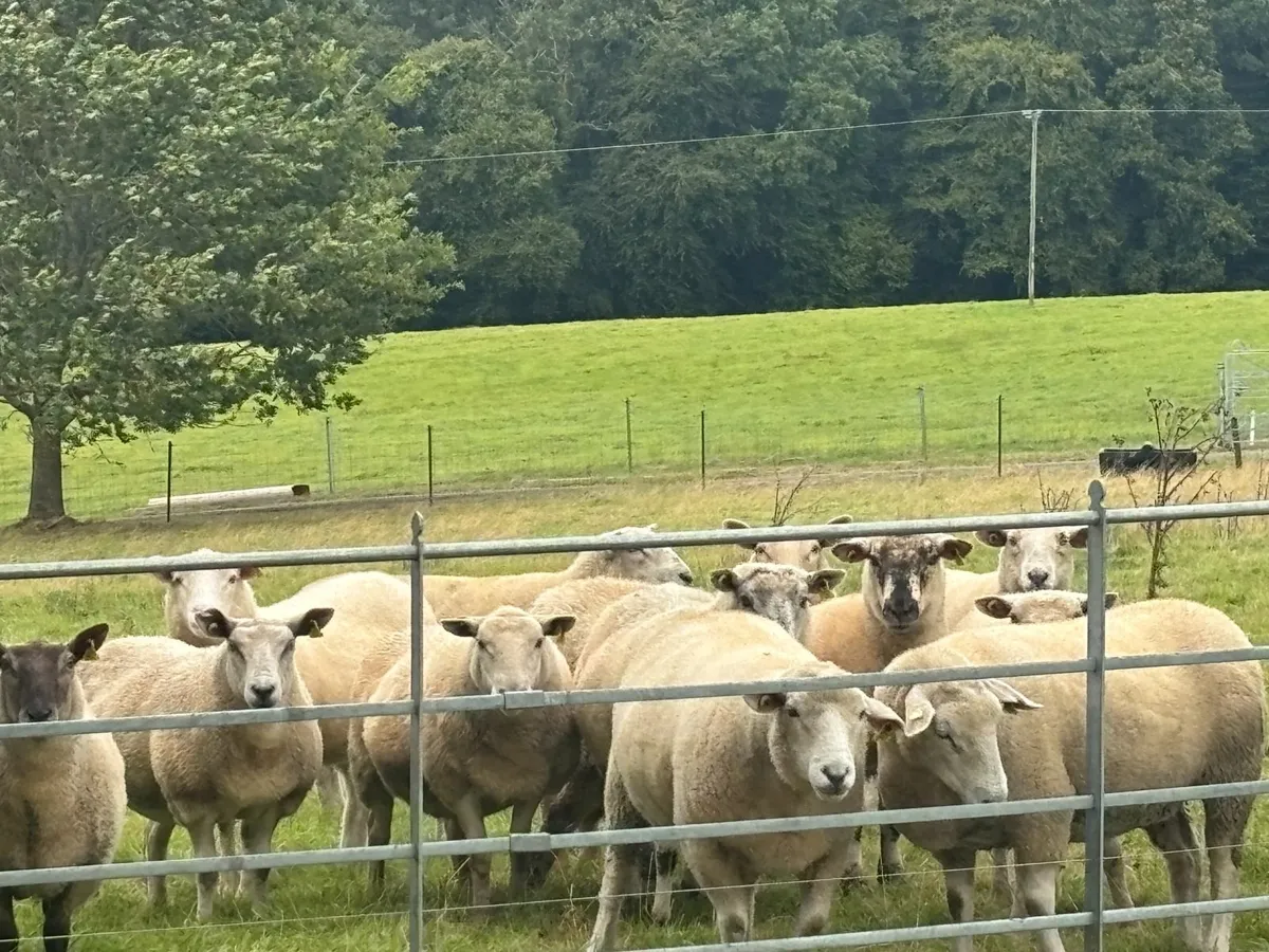 Organic hogget sheep - Image 1
