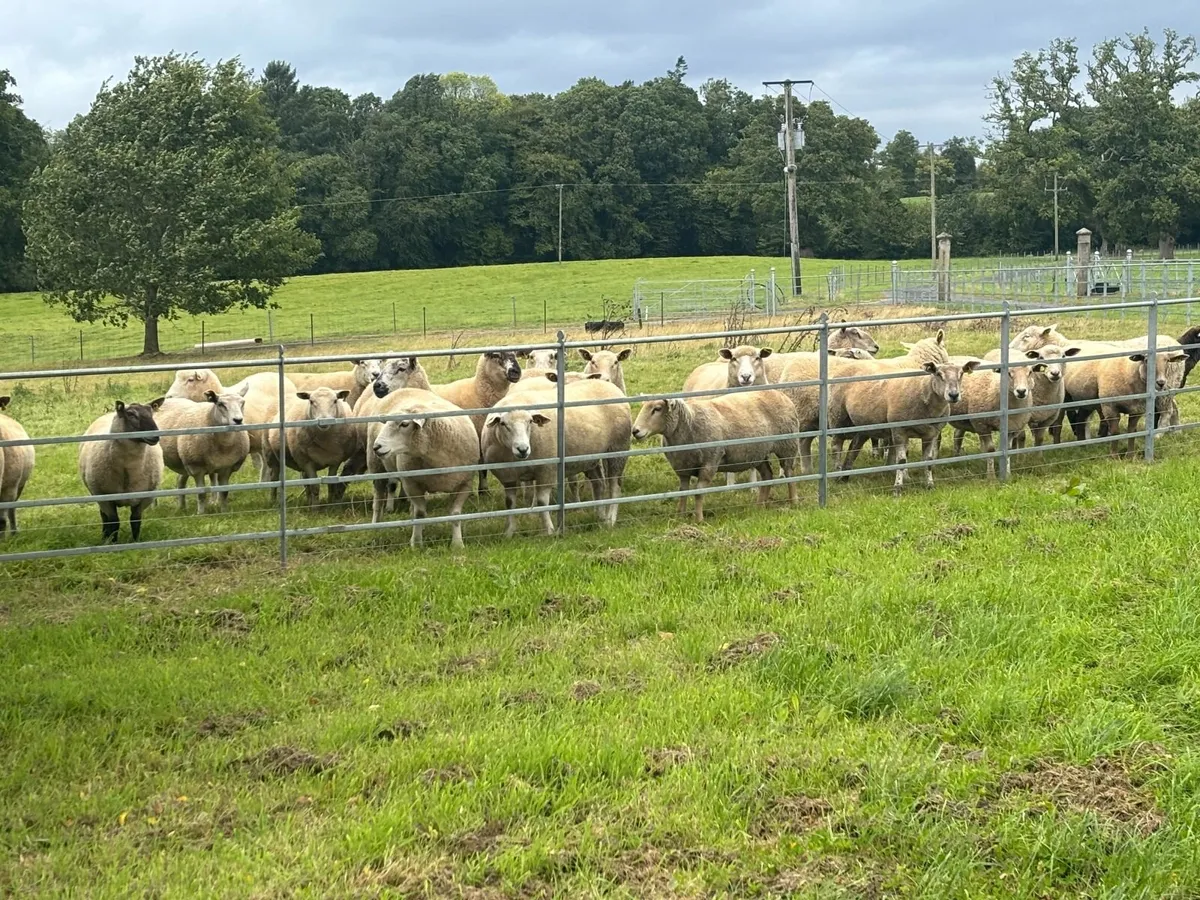 Organic hogget sheep - Image 4