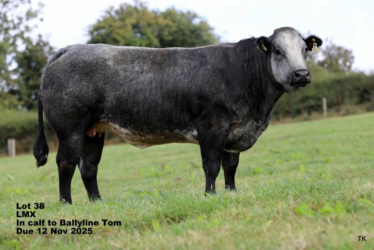 Herbie's Calved & In-Calf Heifer Sale - Image 1