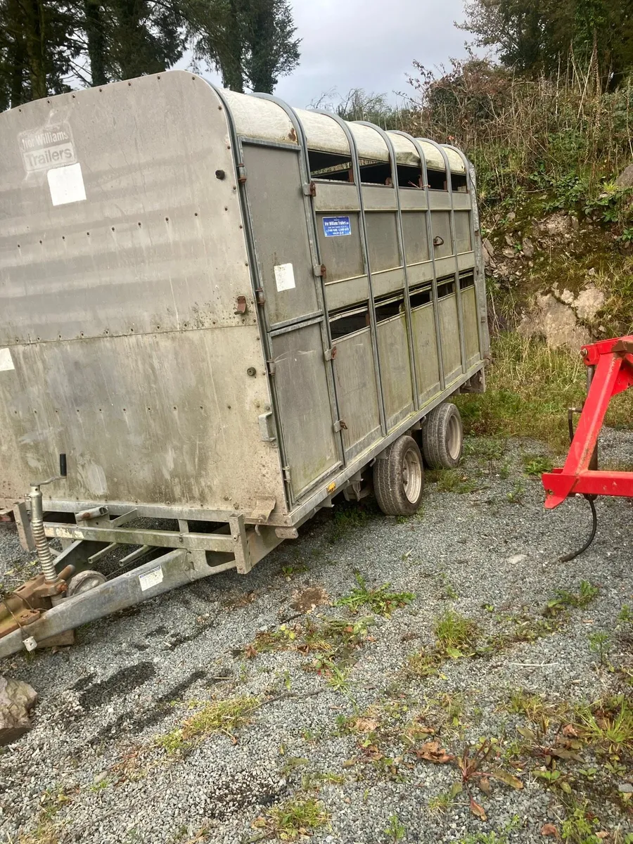 Ifor Williams cow box