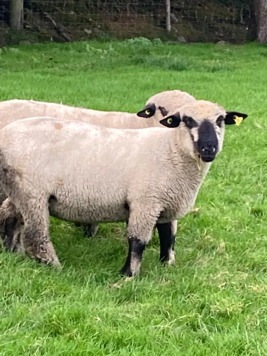 2 Hampshire Down Ram lambs - Image 1