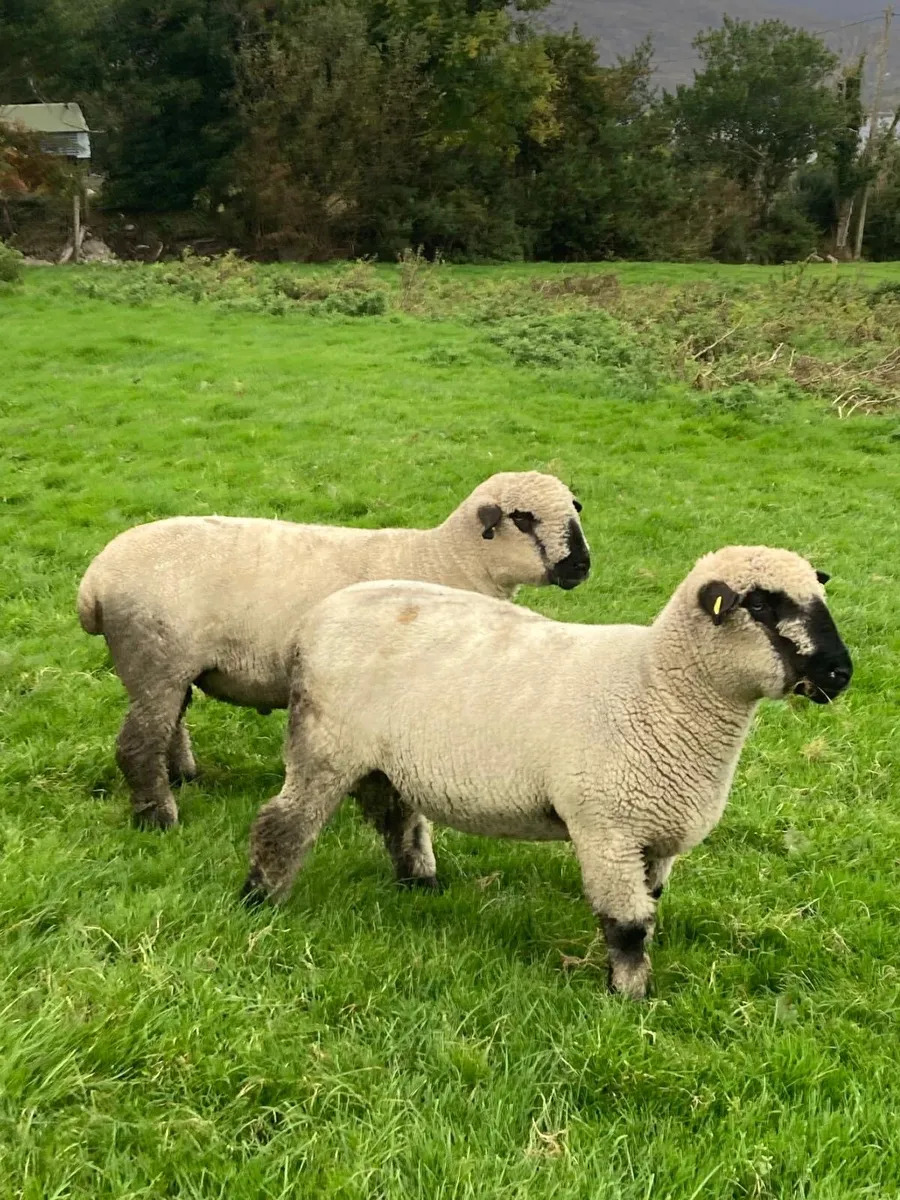 2 Hampshire Down Ram lambs - Image 2