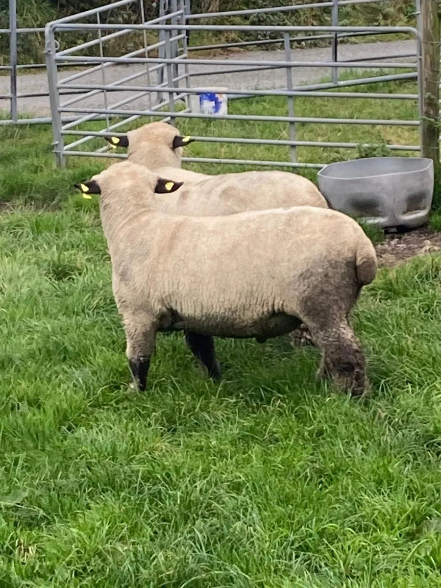 2 Hampshire Down Ram lambs - Image 3