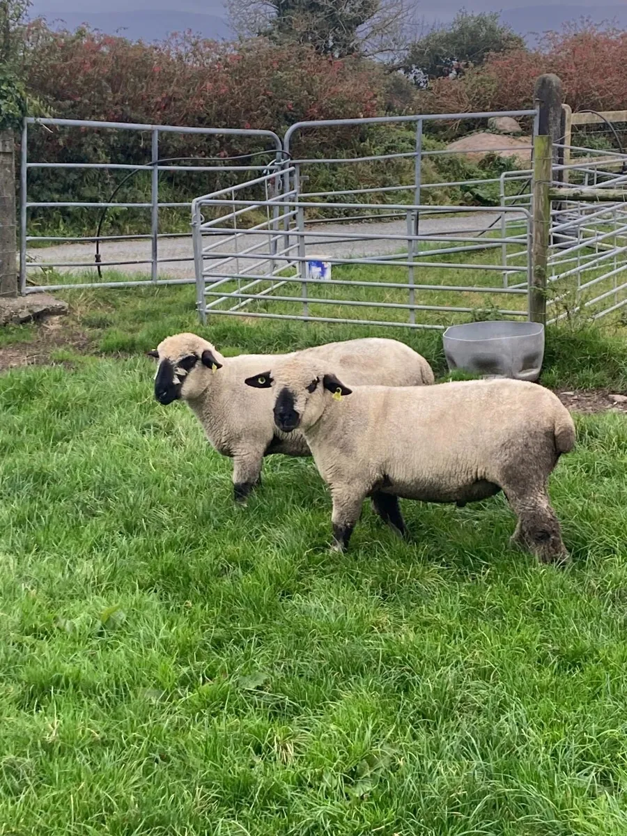 2 Hampshire Down Ram lambs - Image 4