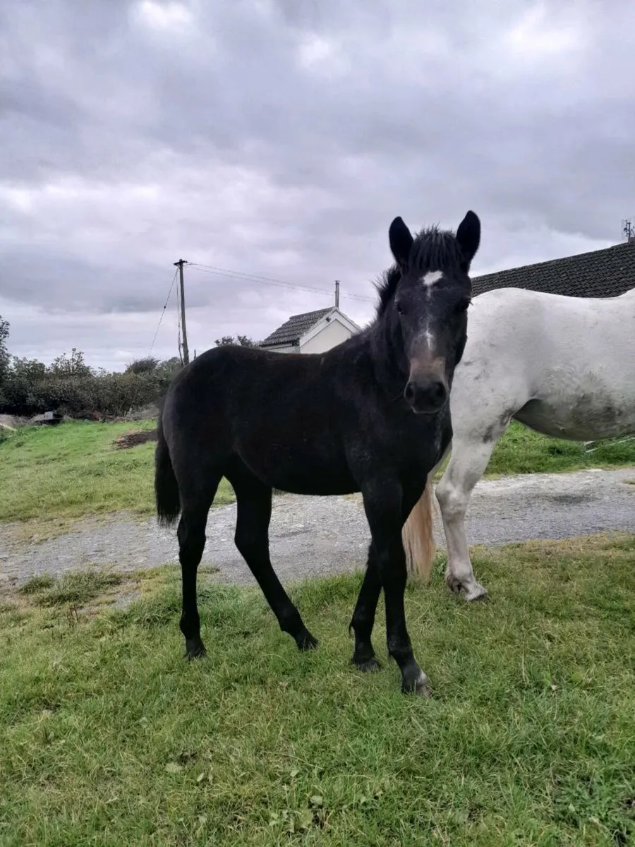 Colt foal - Image 1