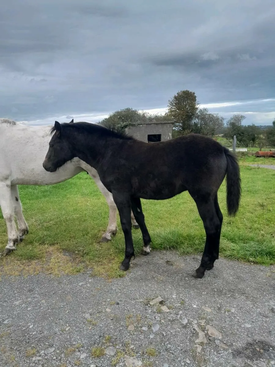 Colt foal - Image 2