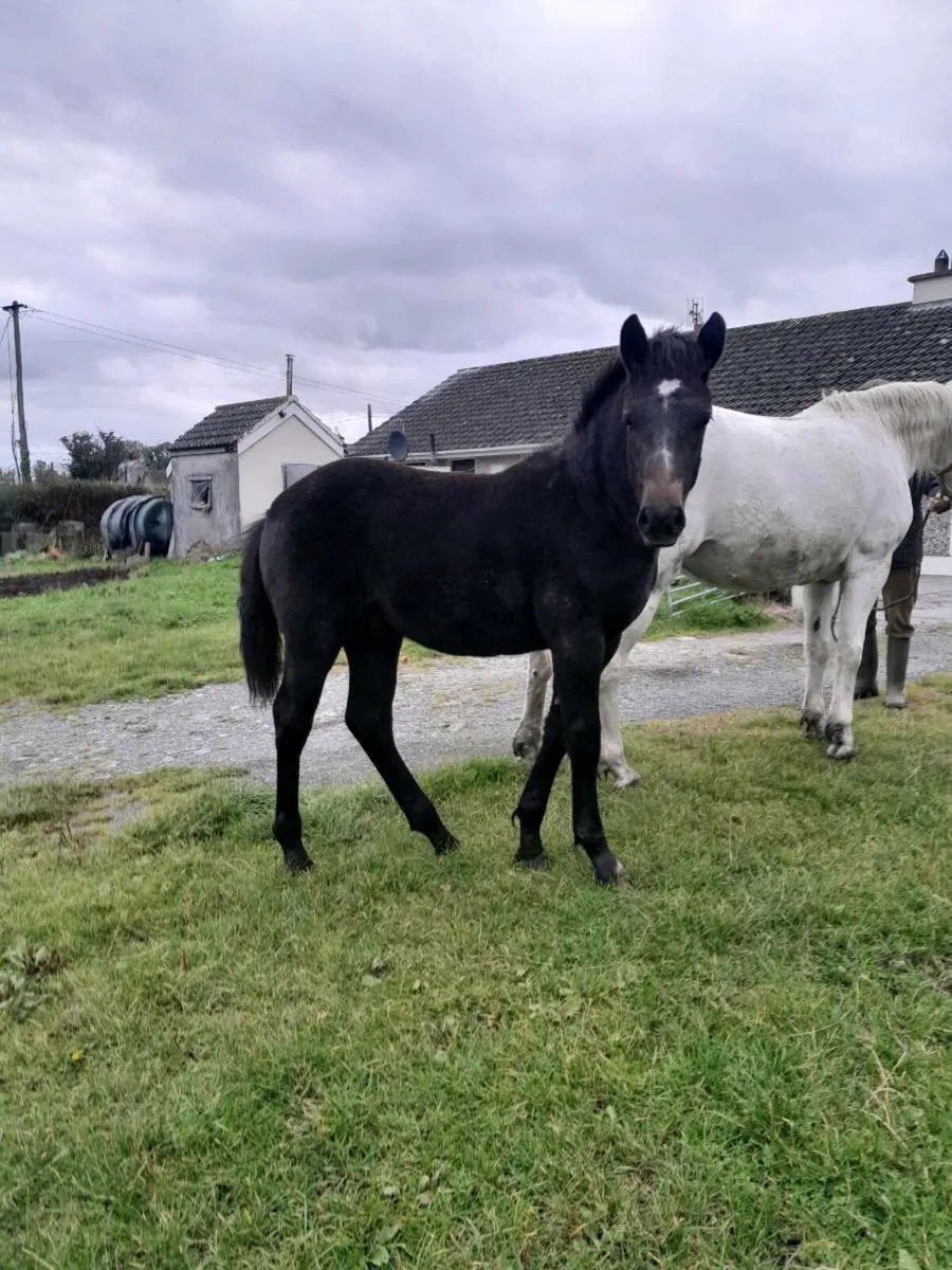 Colt foal - Image 4