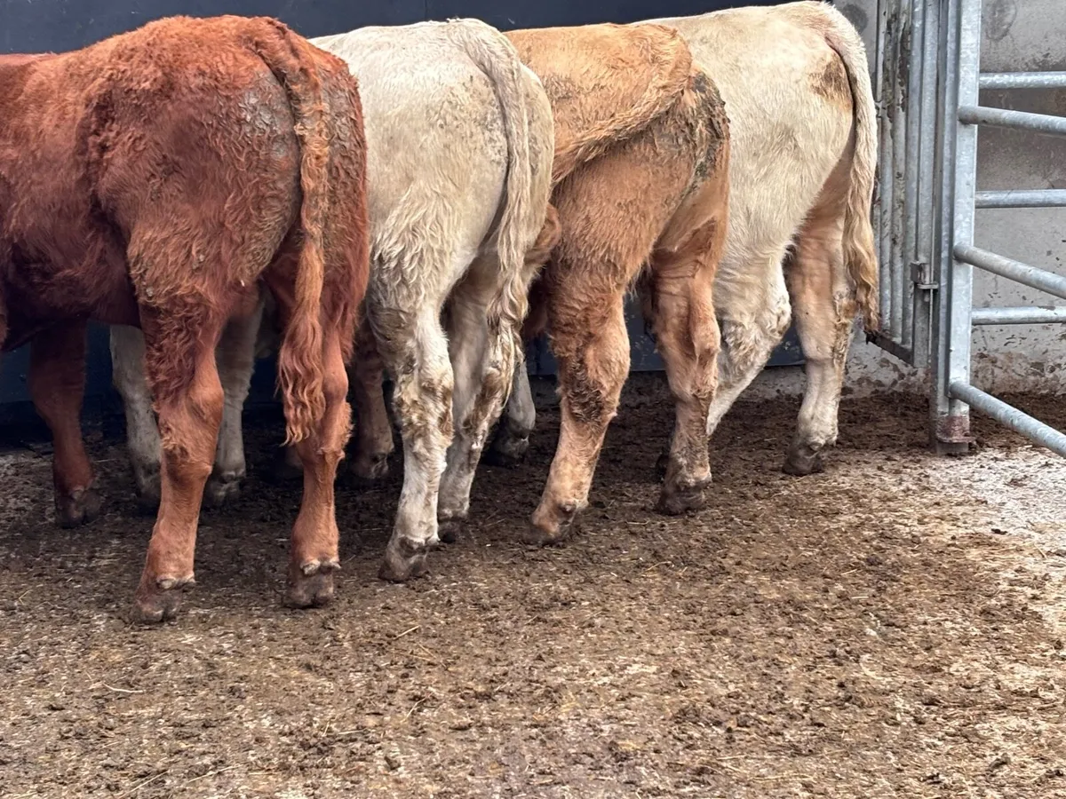 4 smashing continental bull Weanlings for sale - Image 1