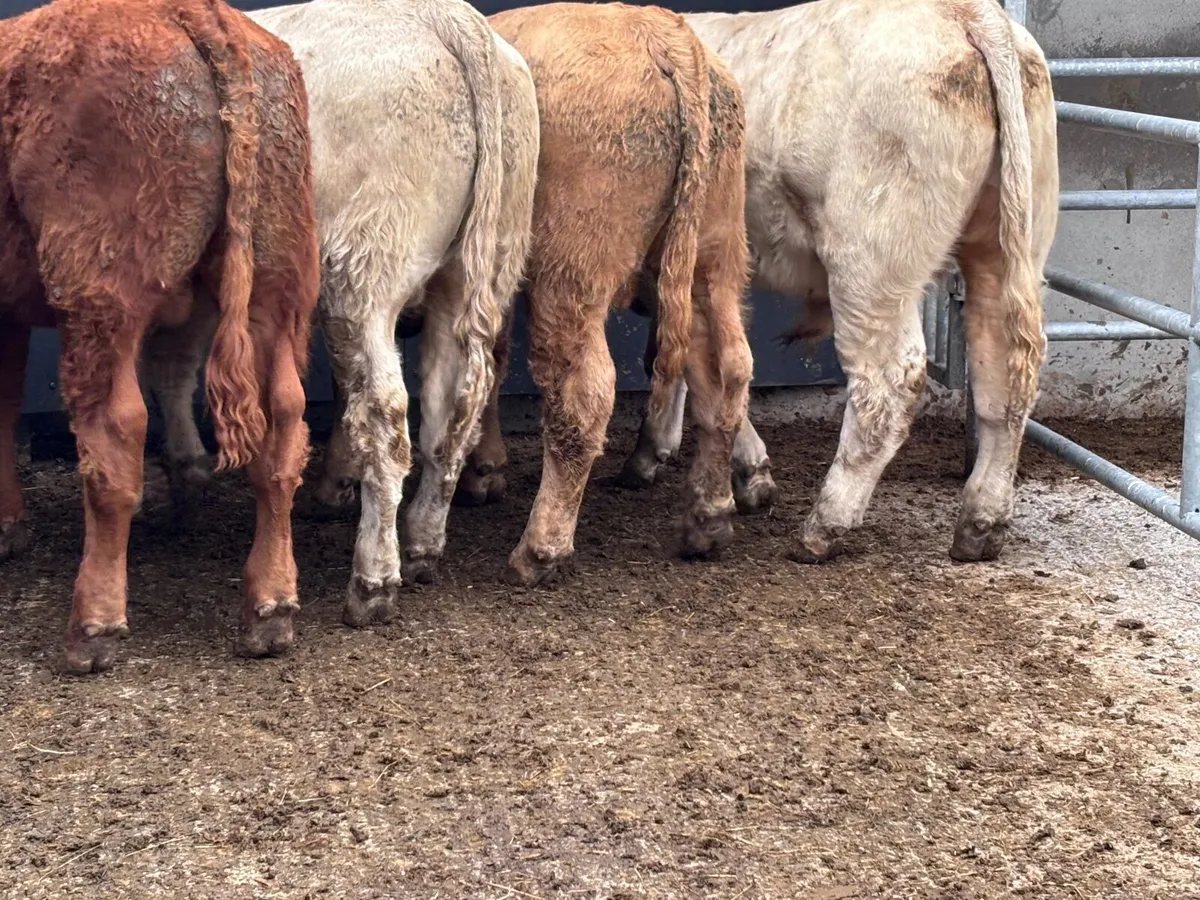4 smashing continental bull Weanlings for sale - Image 2