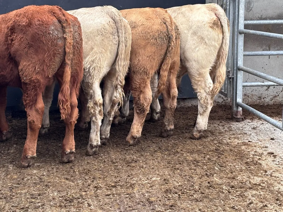 4 smashing continental bull Weanlings for sale - Image 3