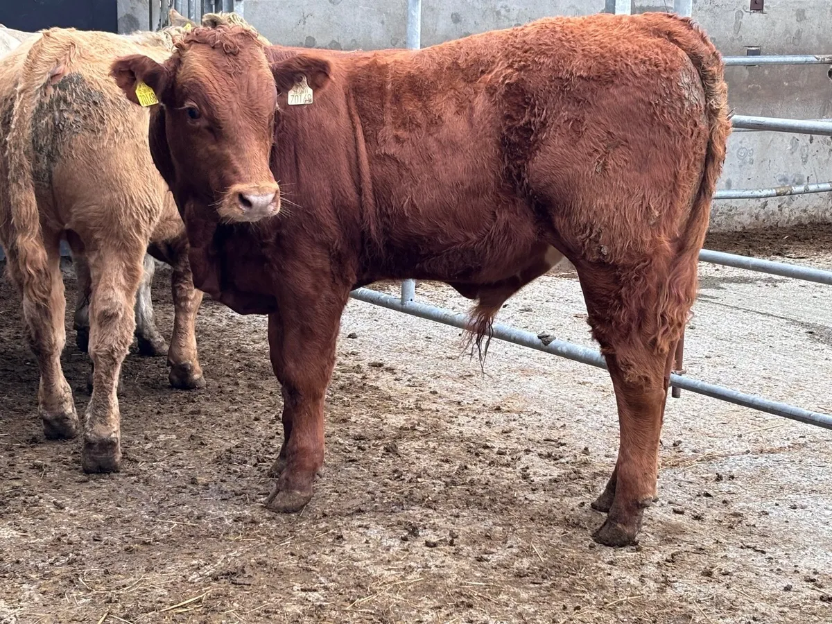 4 smashing continental bull Weanlings for sale - Image 4