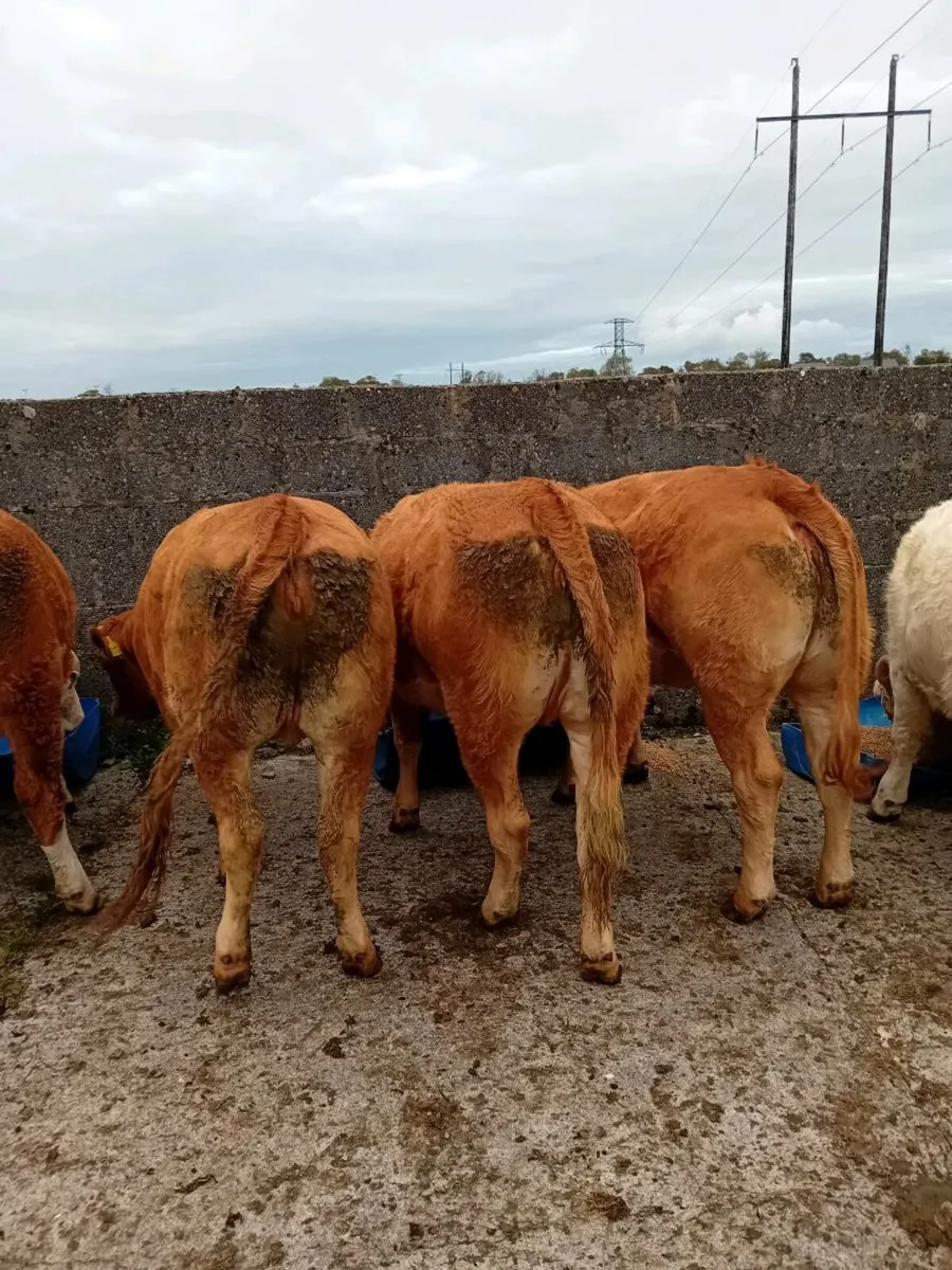 Cattle - Image 1