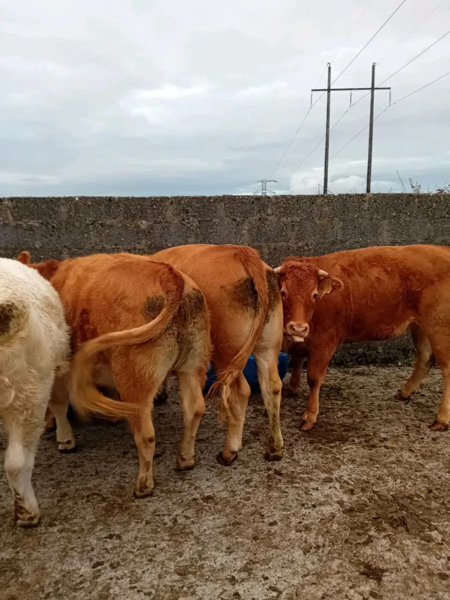 Cattle - Image 2
