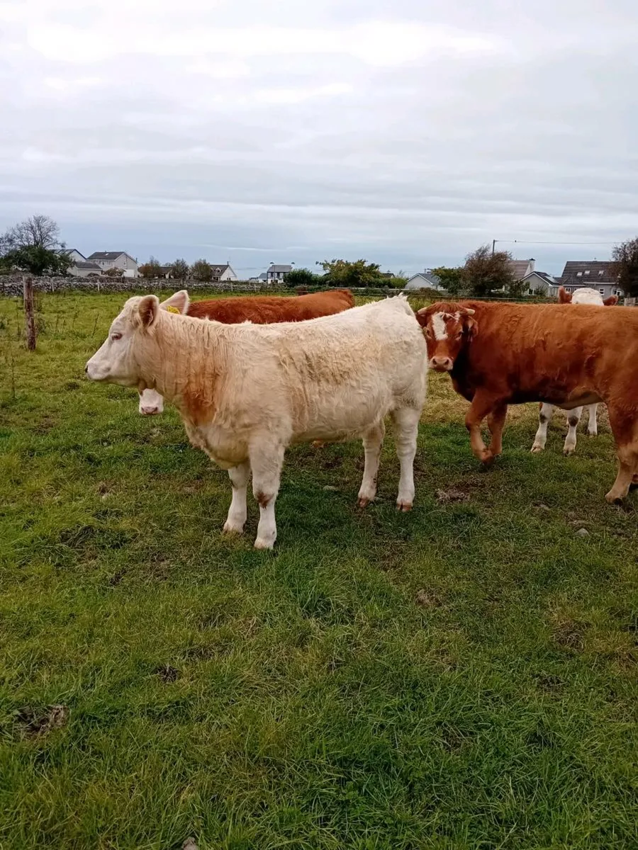 Cattle - Image 3