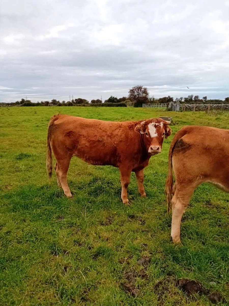 Cattle - Image 4
