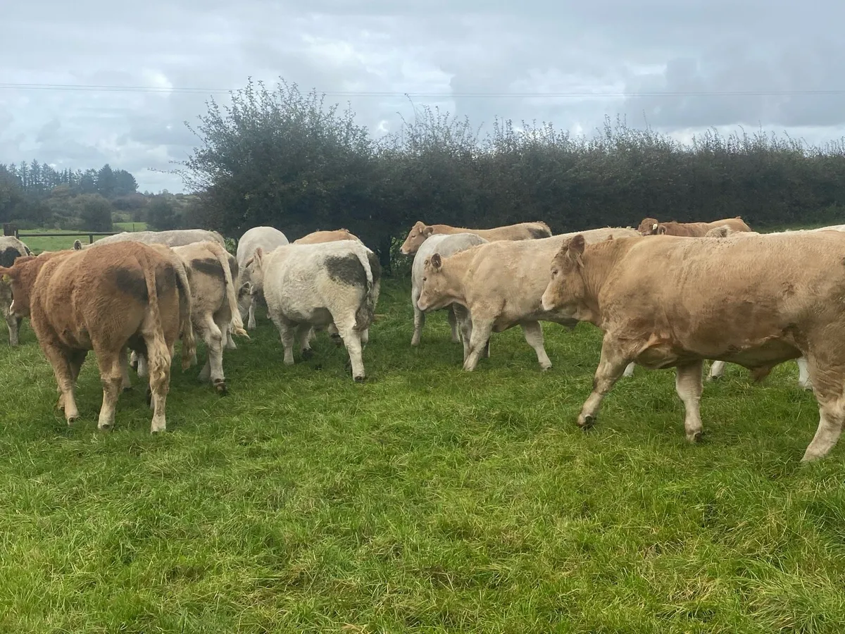 Bullocks - Image 1