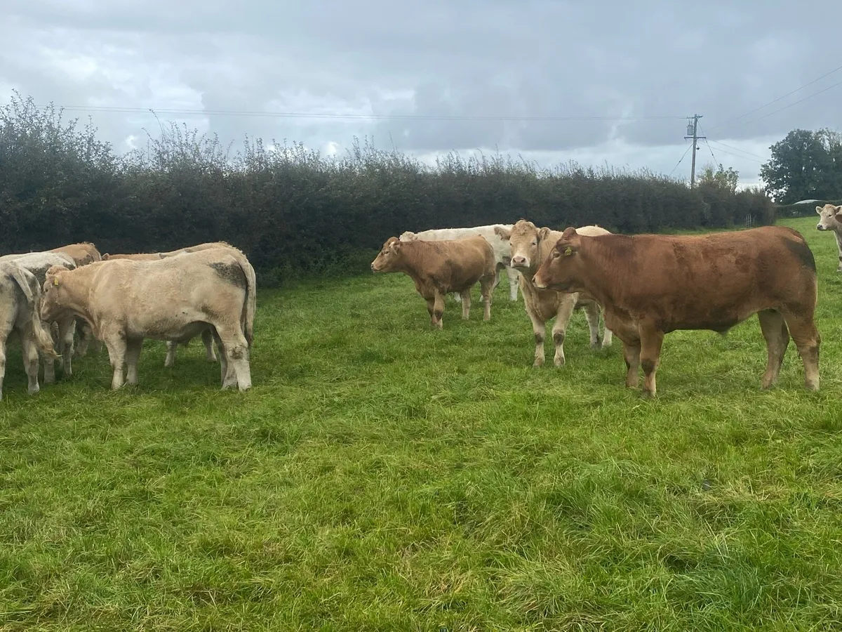 Bullocks - Image 2