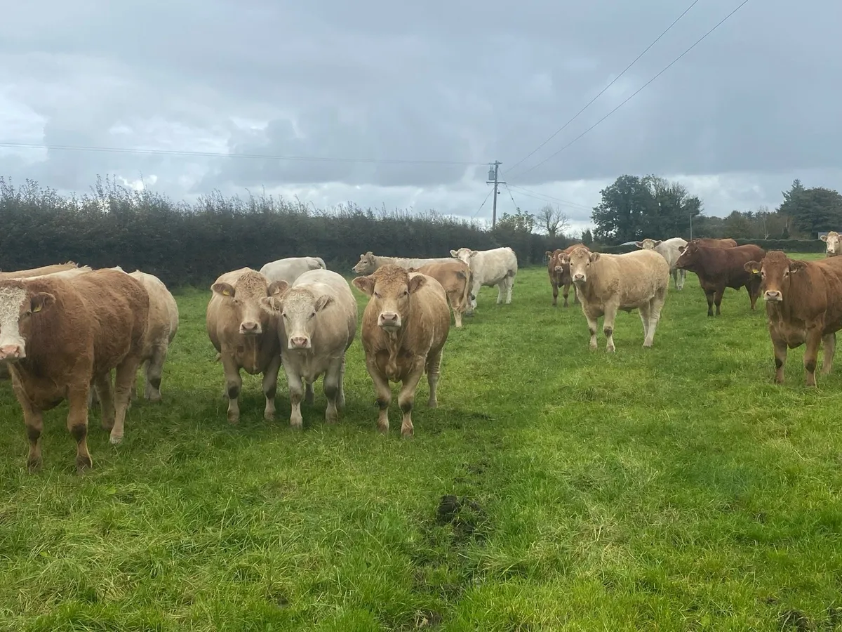Bullocks - Image 3