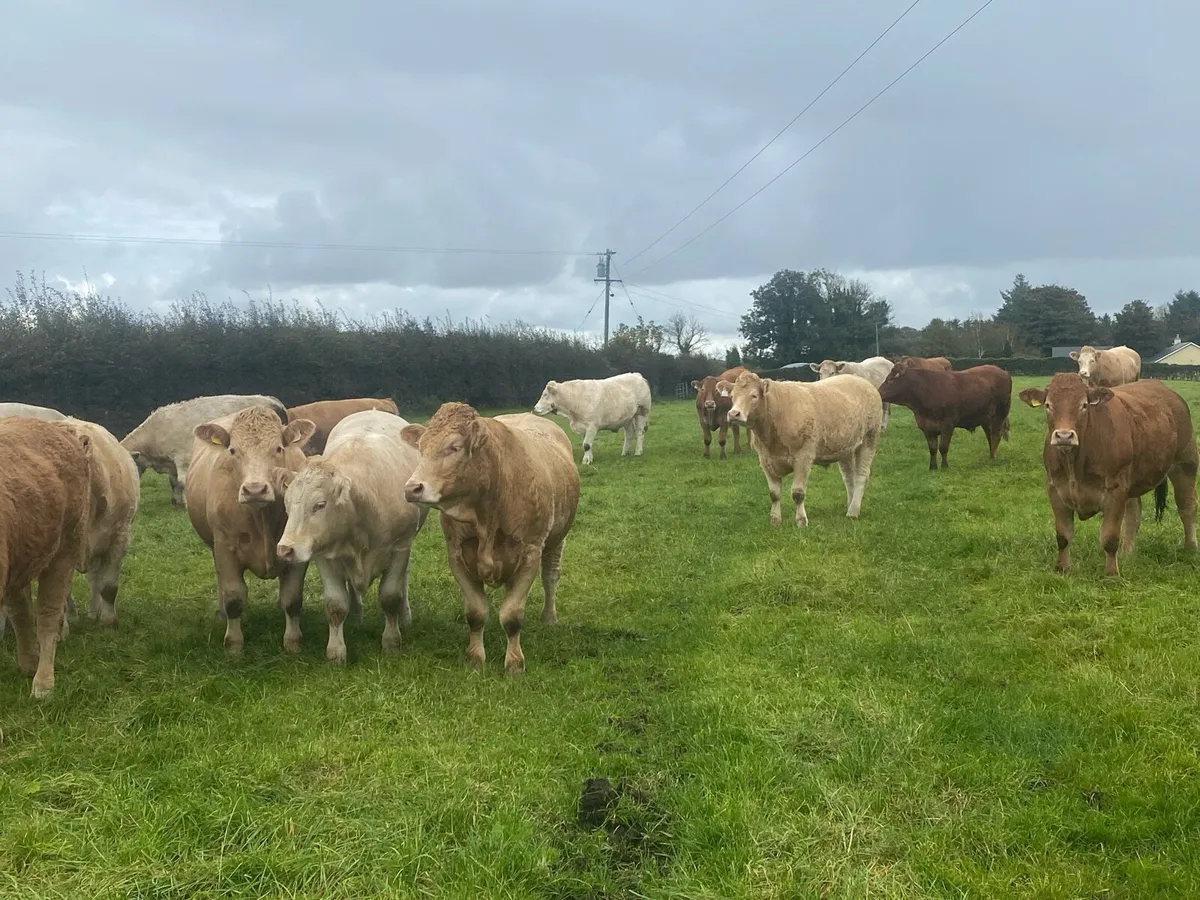 Bullocks - Image 4