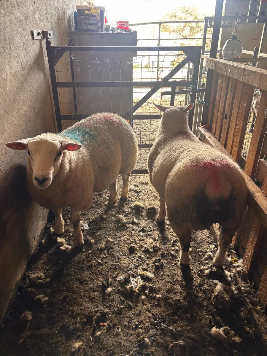 Two texel ram lambs - Image 1