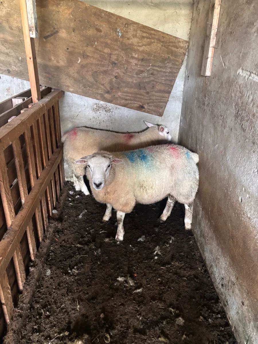Two texel ram lambs - Image 3