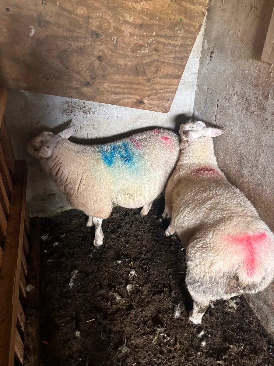 Two texel ram lambs - Image 4
