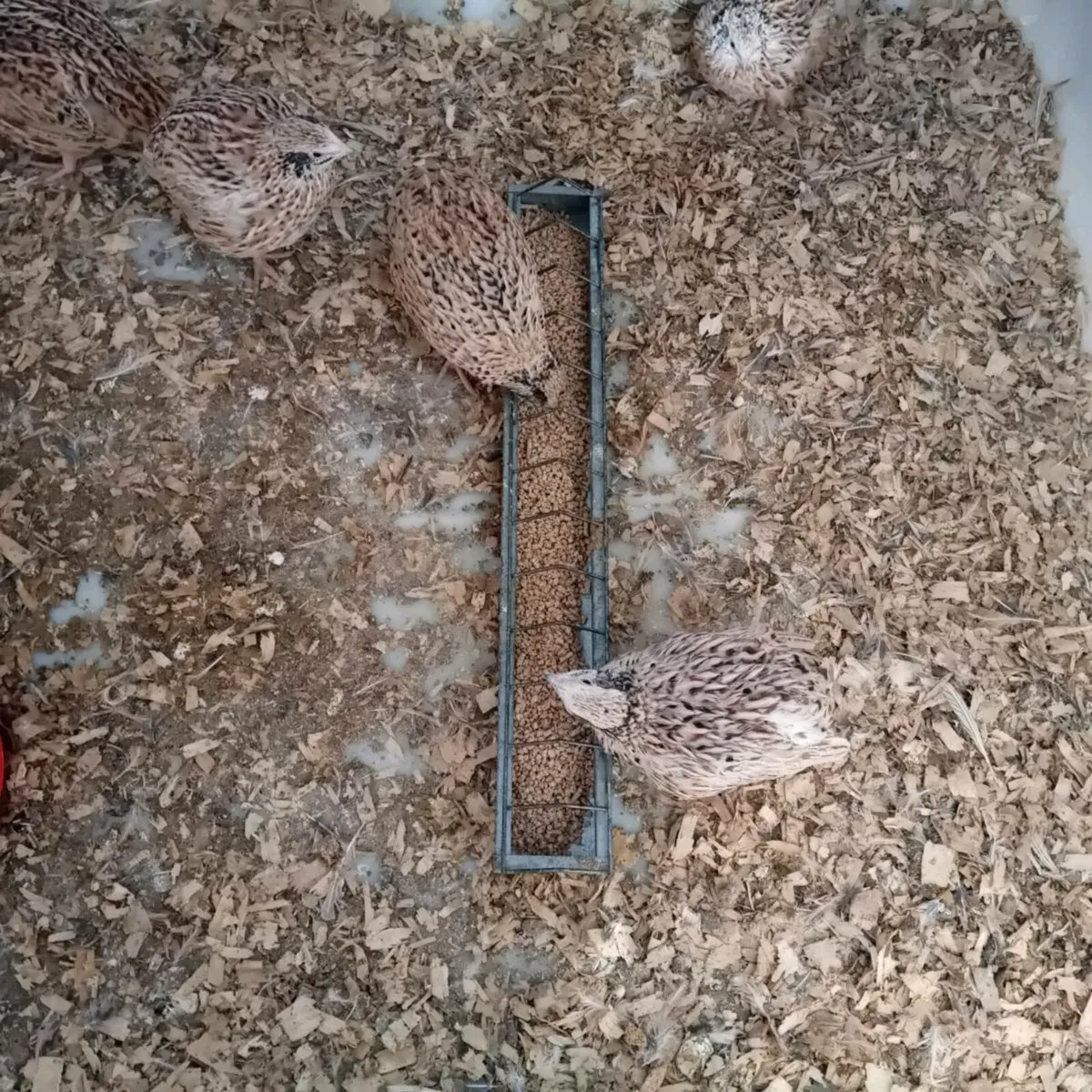 German speckled quail