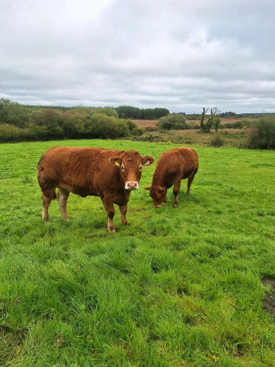 limousine heifers ( pure bred) balla mart - Image 1