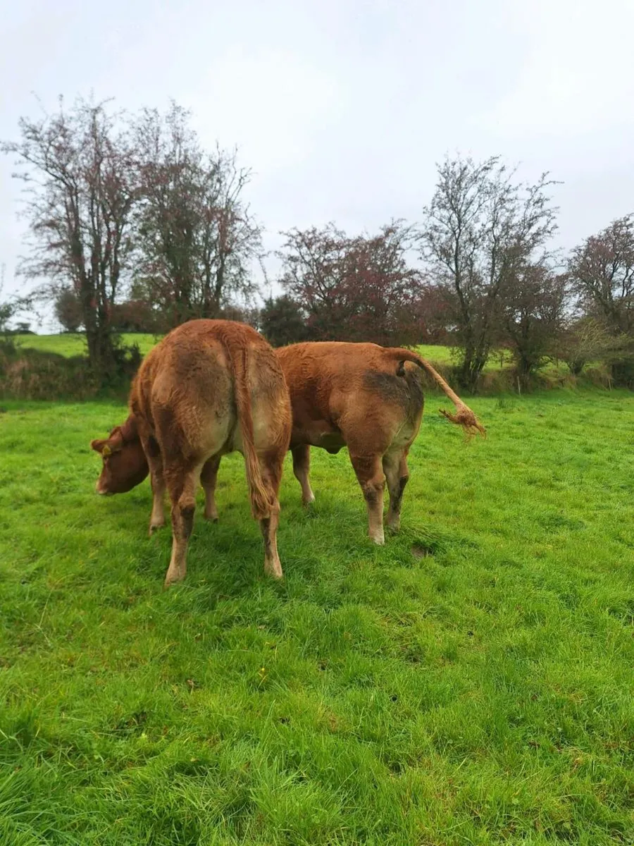 limousine heifers ( pure bred) balla mart - Image 2
