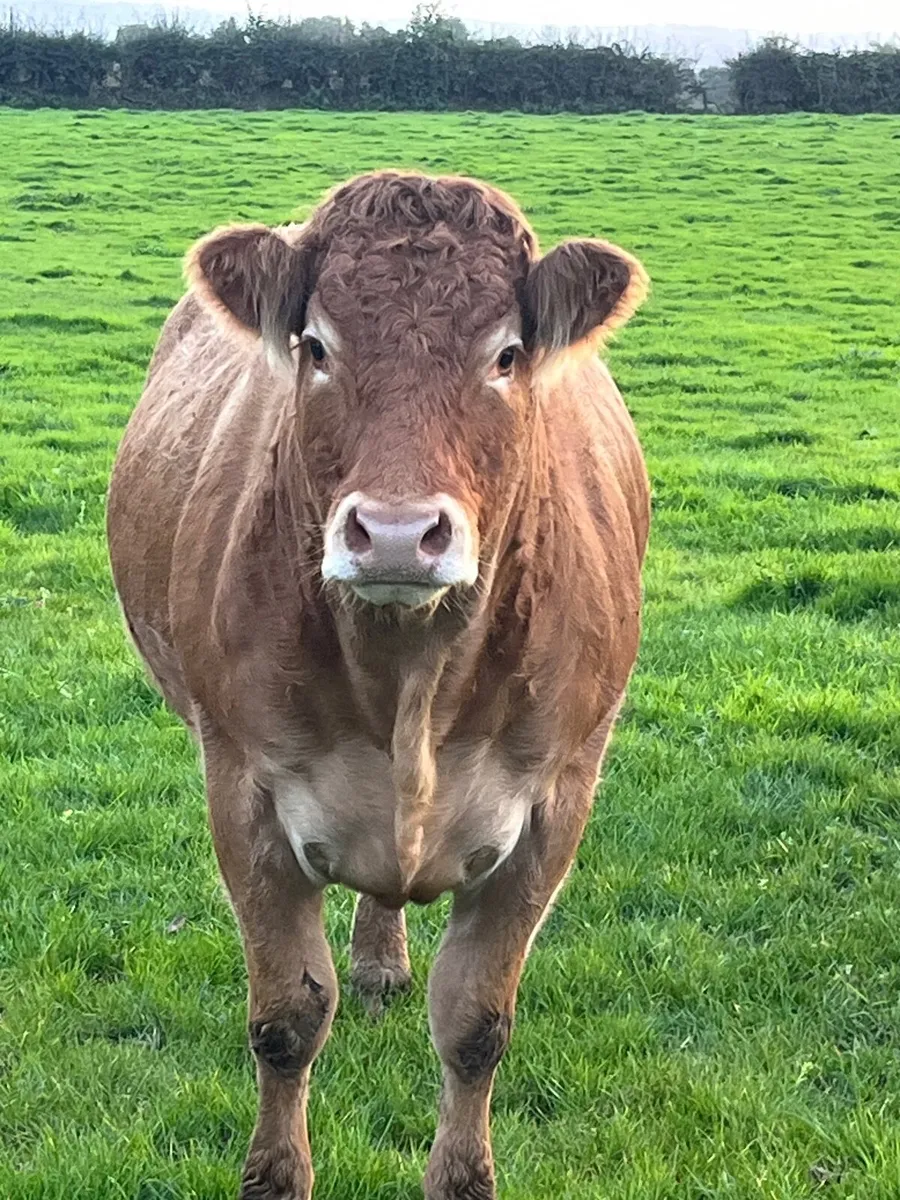 Livestock - Image 2