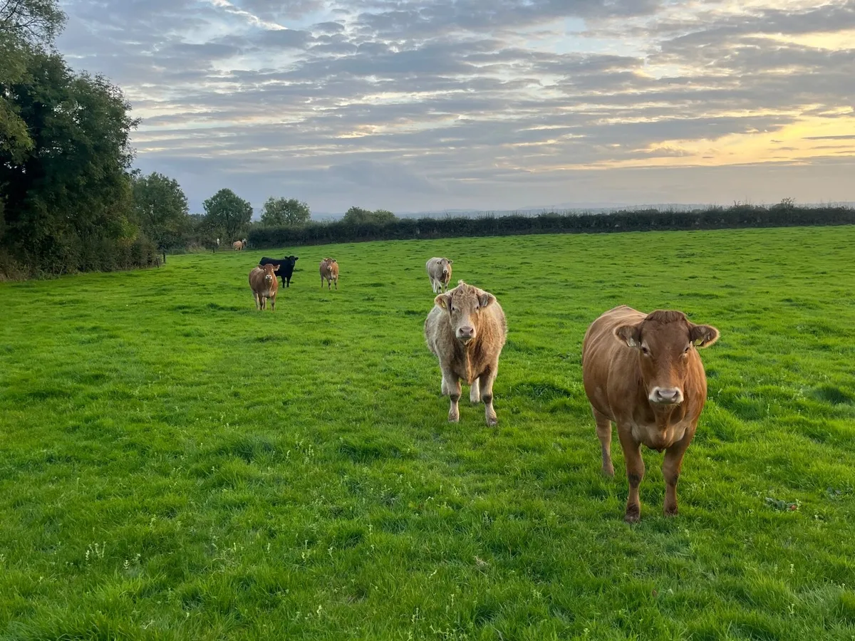 Livestock - Image 3