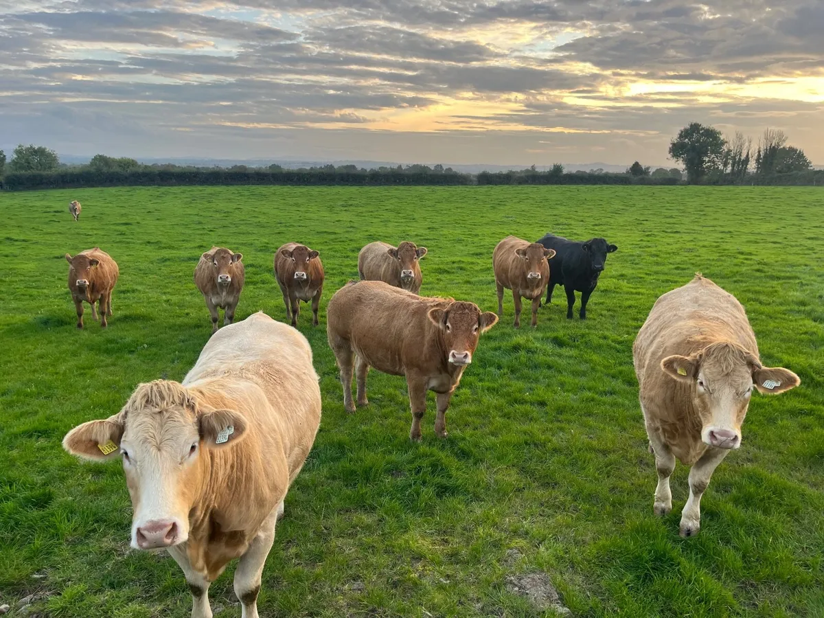 Livestock - Image 1