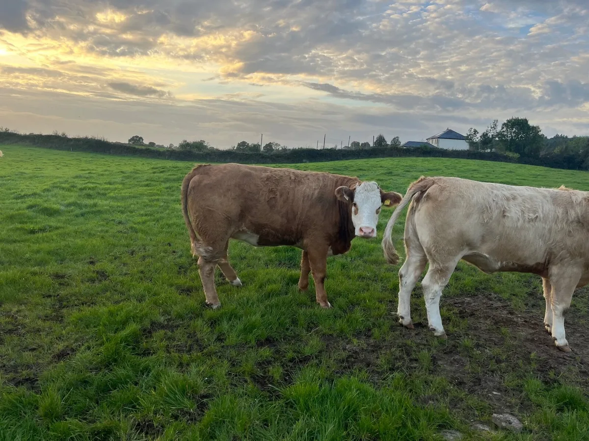 Livestock - Image 4