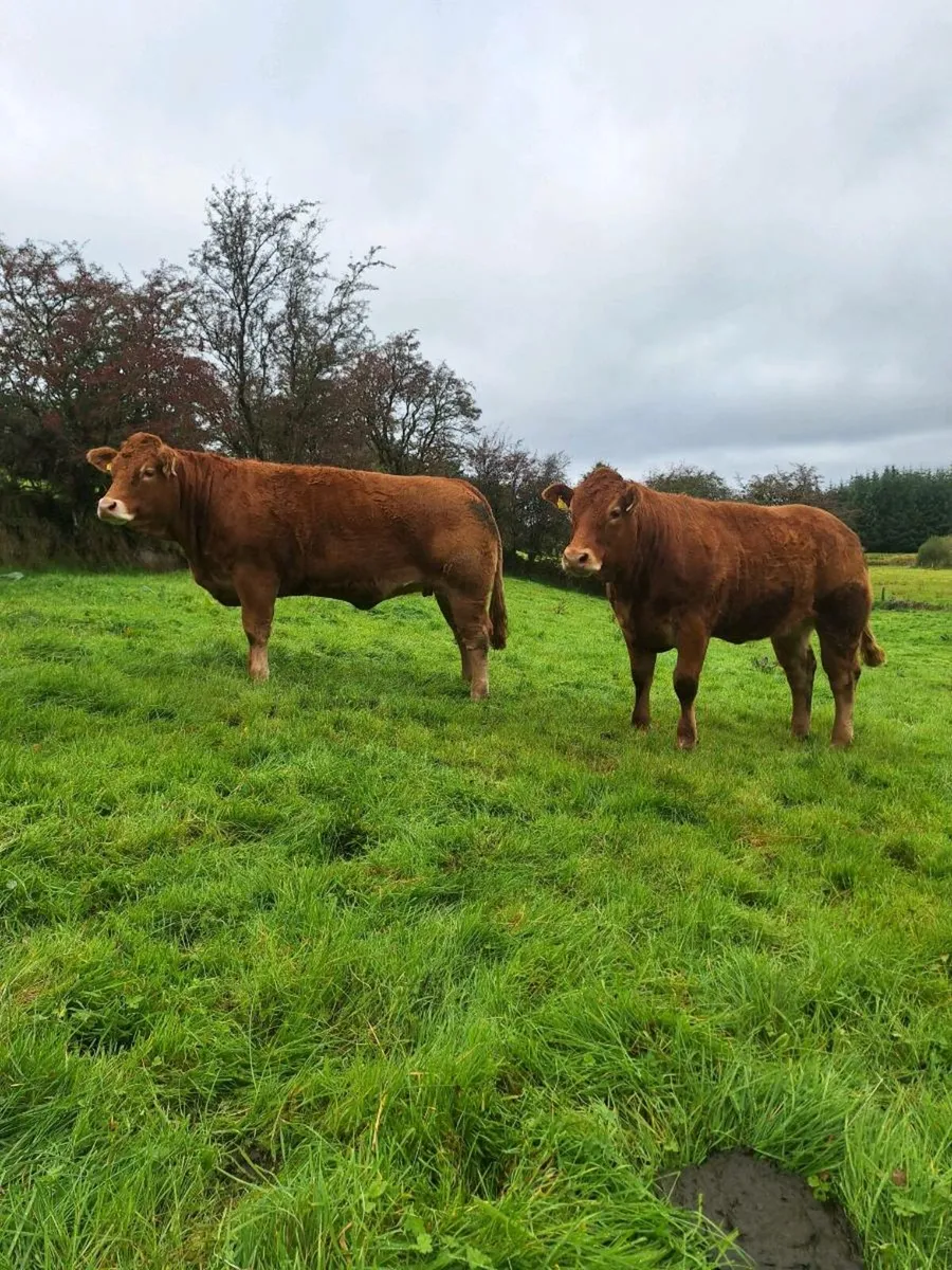 limousine heifers ( pure bred) balla mart - Image 3