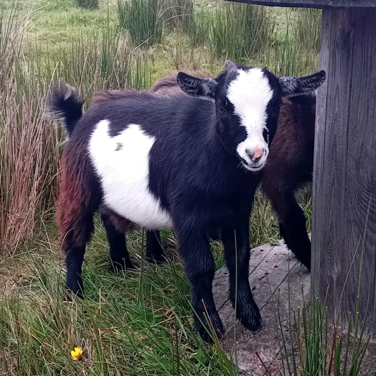 Pygmy goats - Image 3