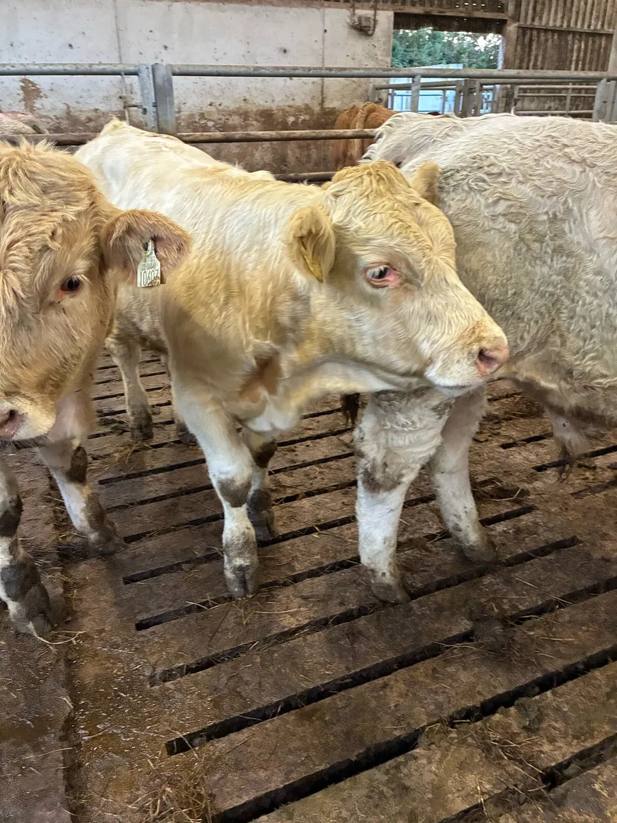 14 SUPER QUALITY CH BULL WEANLINGS 300/320KG - Image 1