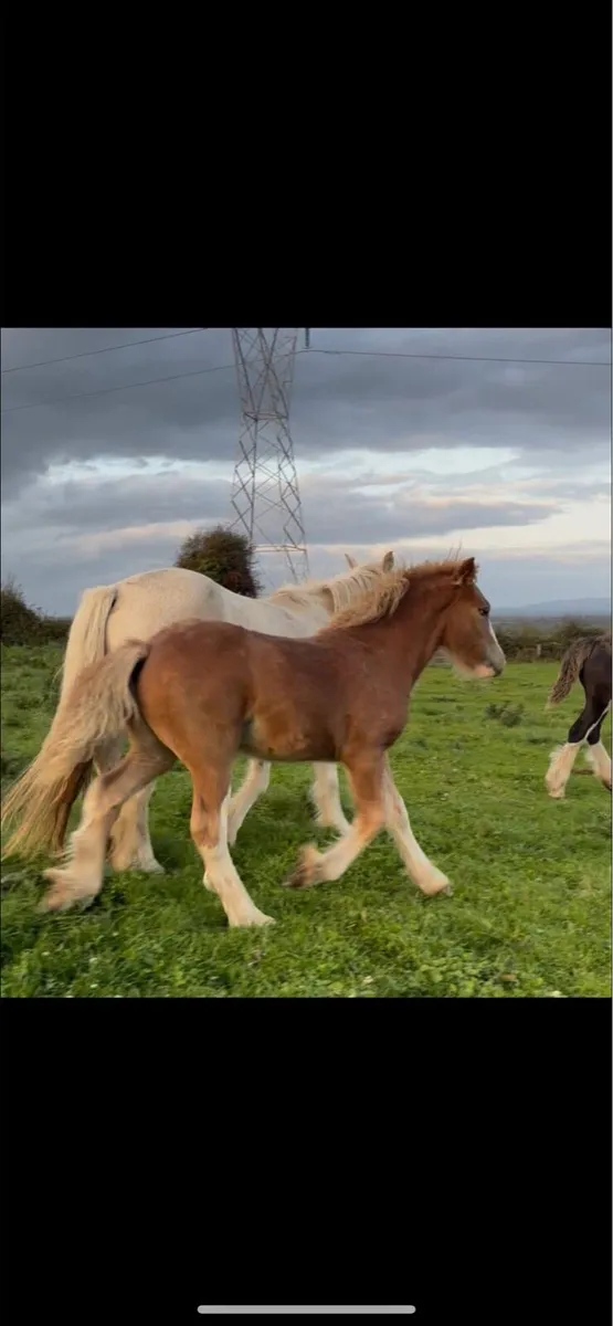 Colt foal - Image 1